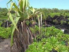 Leie, Blasen, Braunhaarige, Kleid, Freundin, Im freien, Pov, Öffentlich