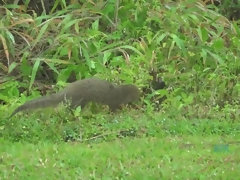 Fussjob, Orgasmus, Im freien, Pov, Muschi, Titten, Spanner, Nass