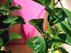 Strand, Onder de rok, Bekijker