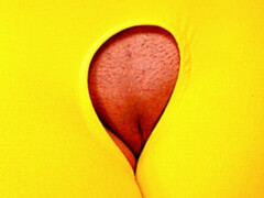 お尻, フェラチオ, 茶髪の, バック, 手コキする, 剃毛, ティーン