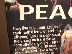 Минет, Брюнетки, Волосатые, От первого лица, Пухлые соски, Киски, Сиськи, Вибратор