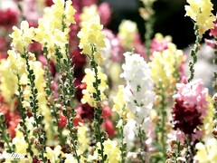 Большие сиськи, Минет, Рогоносцы, Семяизвержение, Хд, Милф, Чудовищные размеры, Кричащие