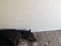 Negro, Ébano, Tatuaje