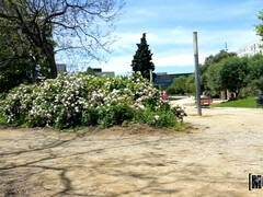 Grote lul, Europees, Harig, Latijnse vrouw, Natuurlijke tieten, Openbaar, Kut duiken, Sokken