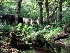 Arsch, Blasen, Klassisch, Kehlenfick, Schwanz, Hd, Nippel, Titten