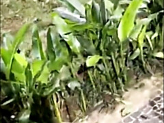 素人, 黒人, 気狂い, 浮気する, 自家製, オナニー, オマンコ, オッパイの