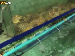 Bruinharig, Masturbatie, Buiten, Openbaar, Slikken