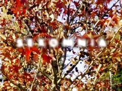 ブロンド, イマラチオ, チン, Hd, レズビアン, 天然, オマンコ, ティーン