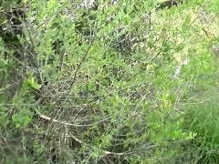 Anal, Blonde, Tir de sperme, Allemand, Hard, De plein air, Pov, Nénés